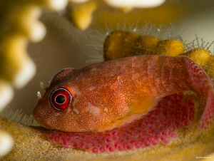 Red Clingfish   Acyrtus rubiginosus... with eggs!
D800 w... by John Roach 